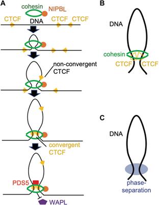 Modulation of the high-order chromatin structure by Polycomb complexes